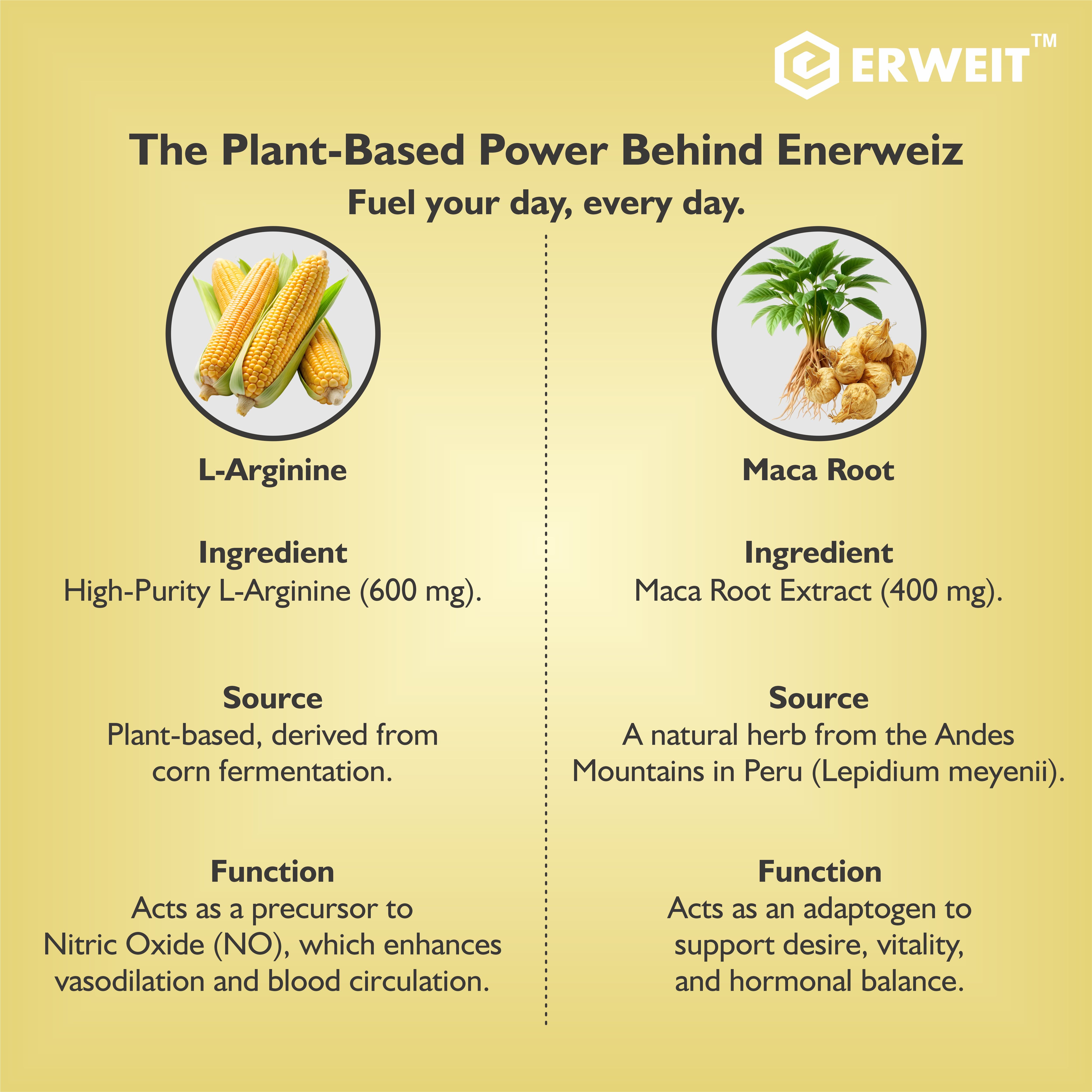 Enerweiz™ – Vital Energy & Wellness Blend benefit infographic 5