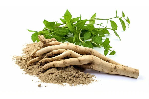 Shatavari Extract
